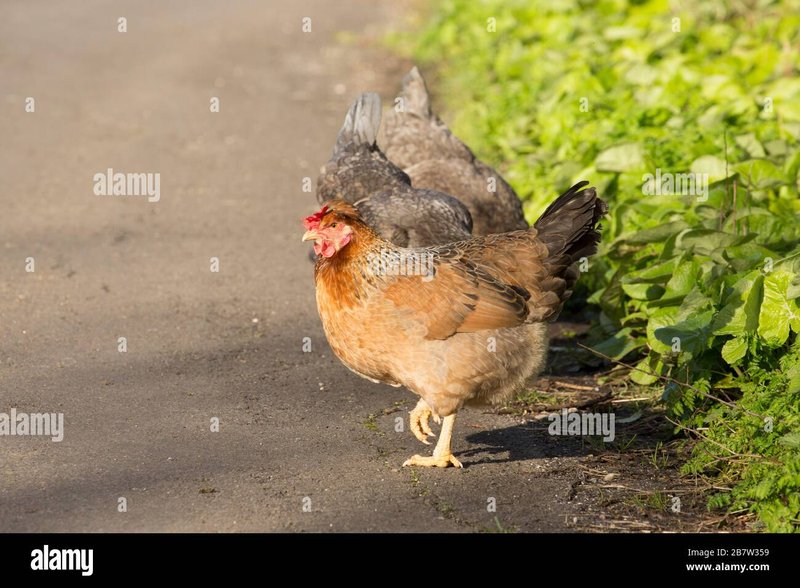 Discover chicken road spel