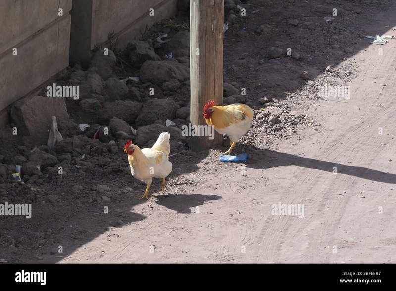 Guide to chicken road spel